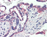 Sex-Hormone-Binding-Globulin-Primary-antibodies-ab110140-1