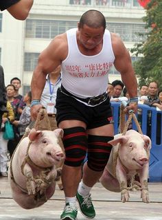 pigs farmers walk