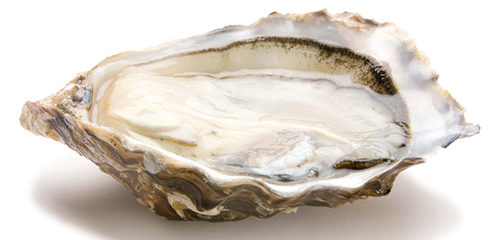 oyster